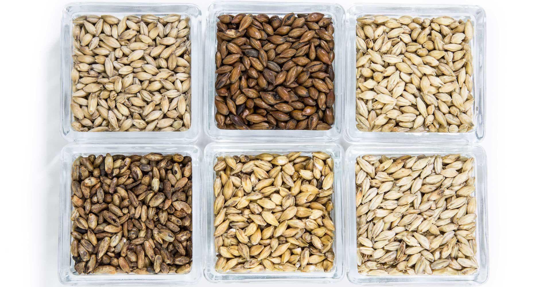 Malt: The Soul of Beer