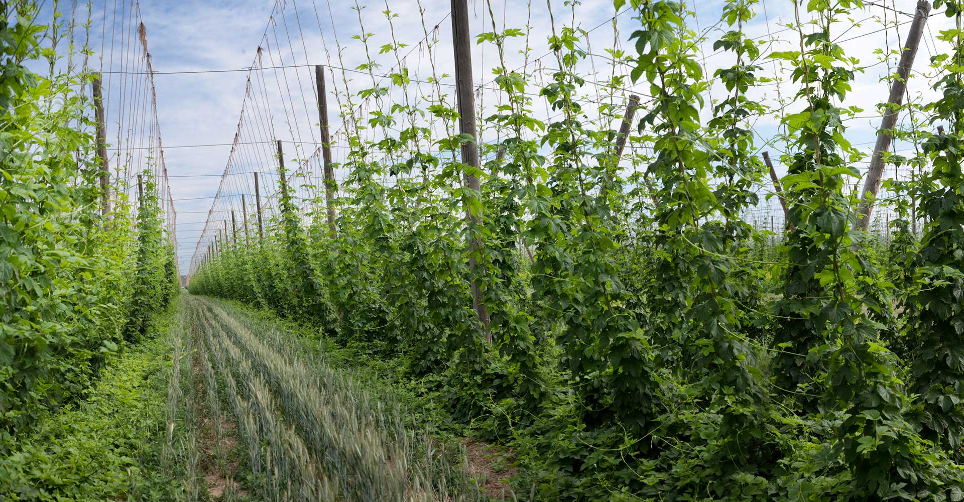 Commercially Available Hop Varieties with Reduced Carbon Footprint