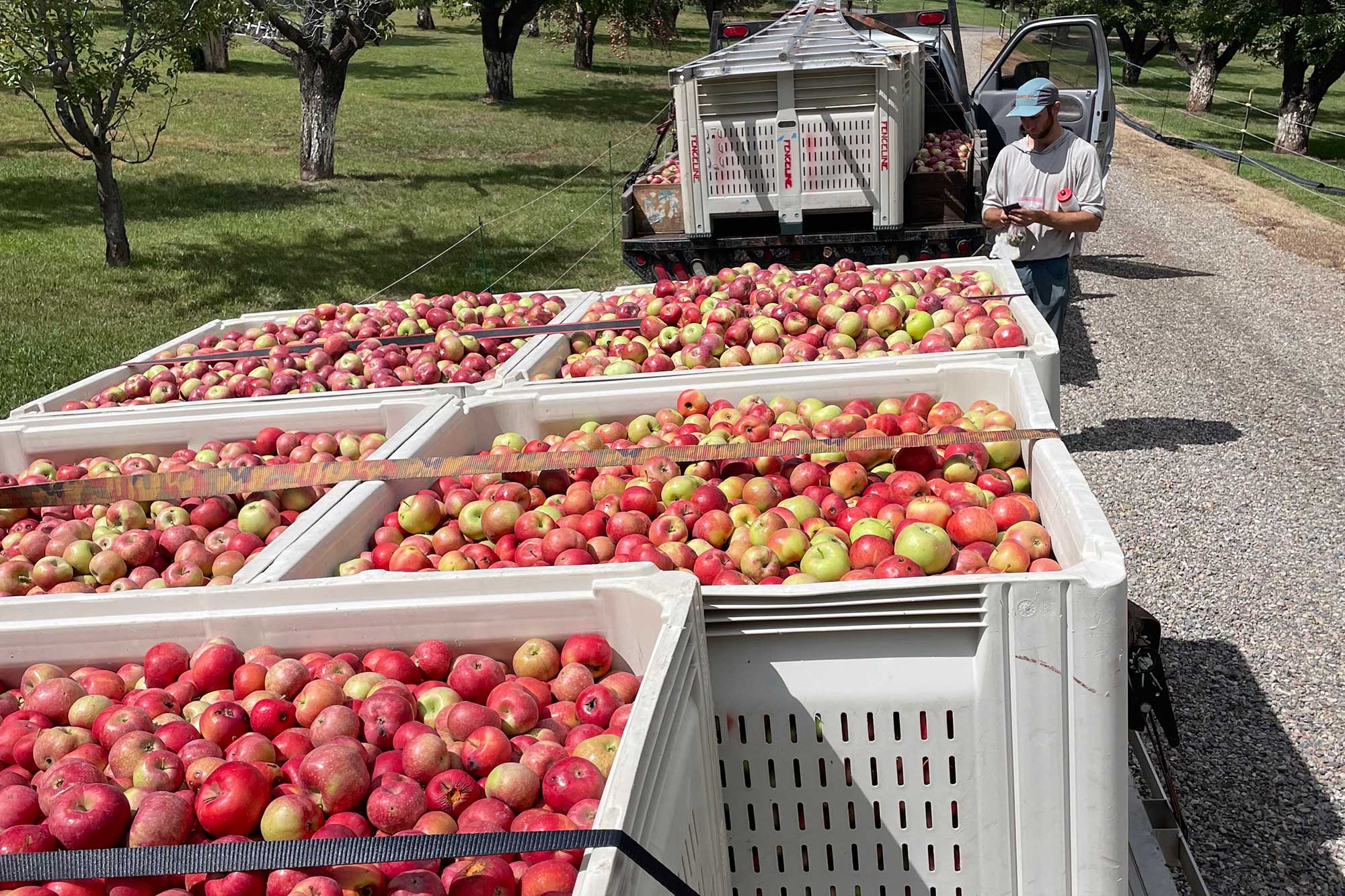 The Case for Cider
