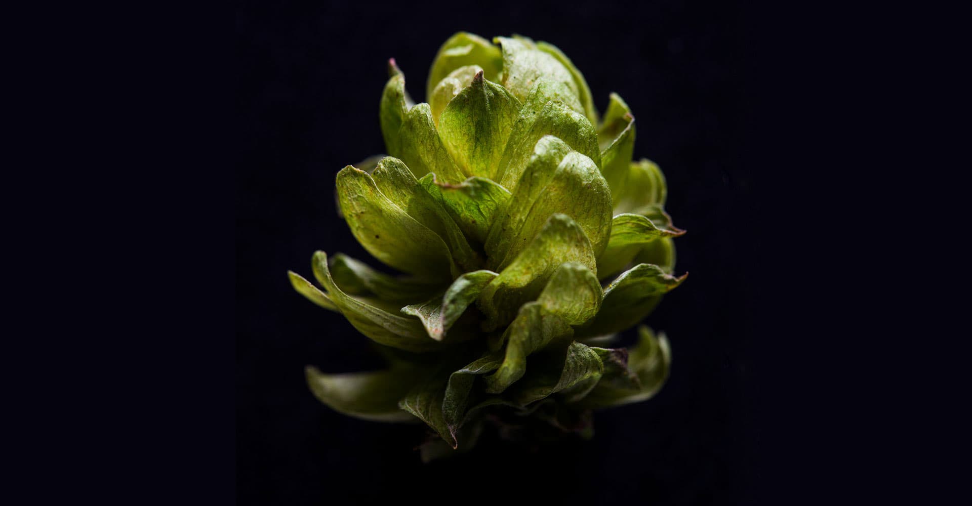 Hop Breeding: Better Hops for a Bitter Tomorrow