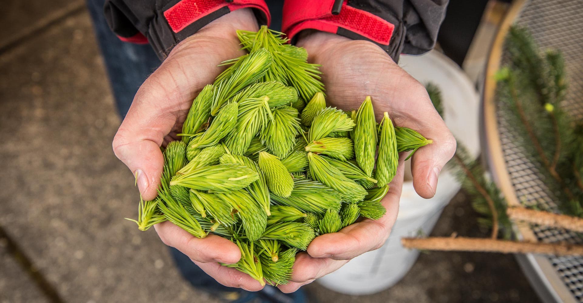 Special Ingredient: Spruce Tips in Beer