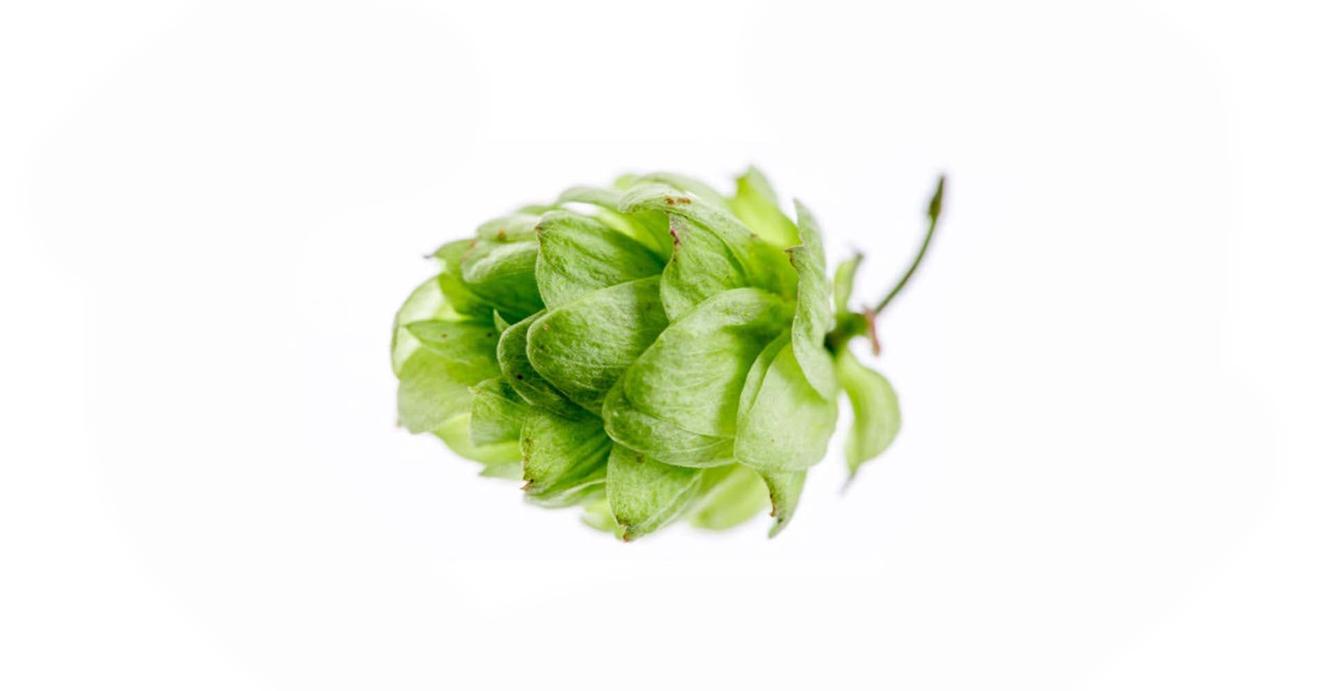 Use Hops Tea to Enhance Flavors in Your Beer