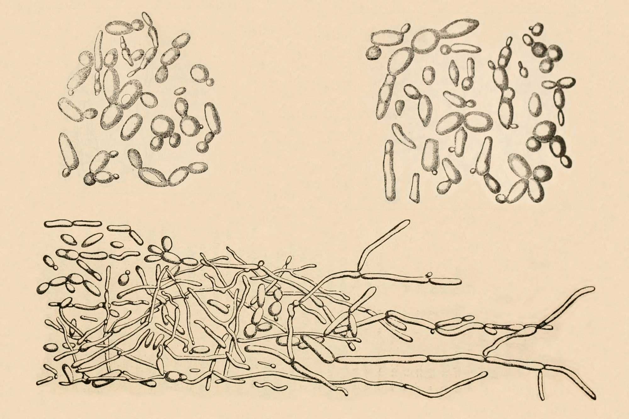 Investigating the Origins of Lager Yeast